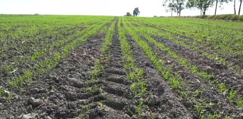 5 juostinės sėjamosios privalumai, kurie padeda sutaupyti